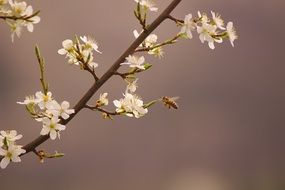 Spring Sprinkle flowers on blurred background