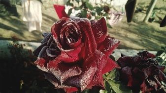 frosted Red Roses outdoor