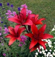 scarlet lilies in the garden