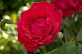 extraordinary Red Rose close-up on blurred background