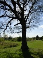 Tree Silhouette