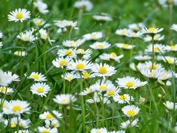 white Meadow Grass Nature Plant