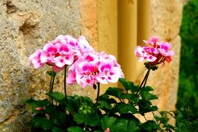 pink garden flowers by the wall