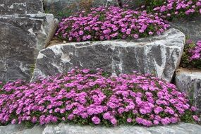 purple flowers on grey stones