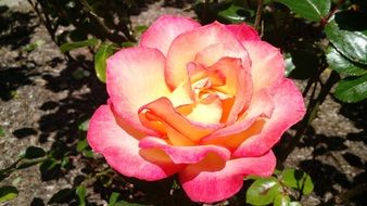 macro photo of pink rose bud