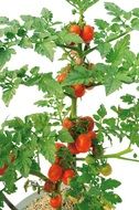 Tomatoes on a green leaf branch