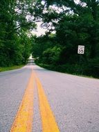 Road Trees