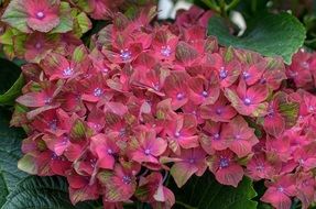 Pink and Green Hortensia flowers