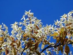 delicate white tree blossoms in spring