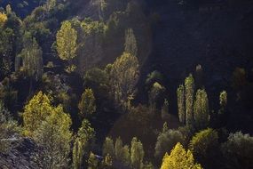 Tree tops at back light at Dark Forest