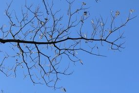 tree branch without leaves against the blue sky