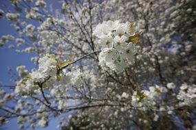 white flowering of a cherry tree on a sunny day