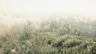 Fog Morning