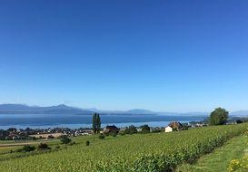 vineyard in Switzerland