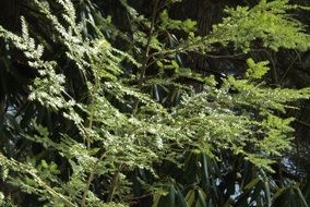 Hemlock, Tree branch close up