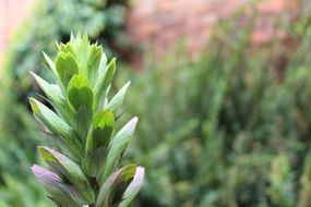 Far Plant close-up on blurred background