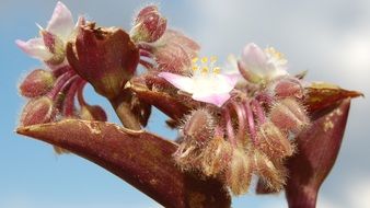 delightful beauty Nature Flower