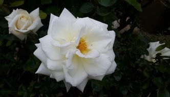 white and yellow gradient rose in the garden on a flower bed