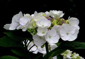 white flowering of a hydrangea