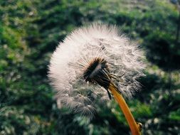 dandelion with seeds on a background of green plants on the field