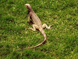 iguana on green grass in the caribbean