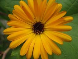 macro photo of yellow calendula