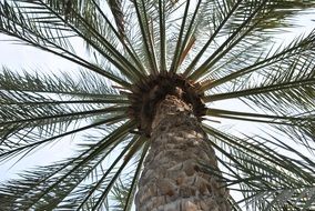 tropical palm tree branches