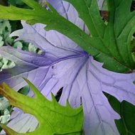 closeup photo of purple leaf behind green leaves in the garden