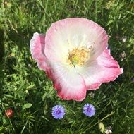 flower on green grass background