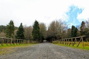 road in a green forest