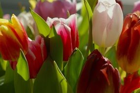 Colorful tulips blossom in the garden in spring