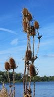 lonely cane against a blue sky