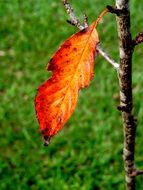 colorful autumn leaf on a small tree