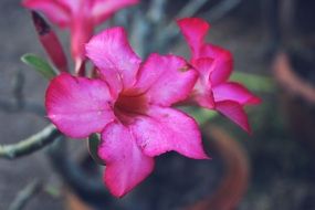 pink bells in a flower pot