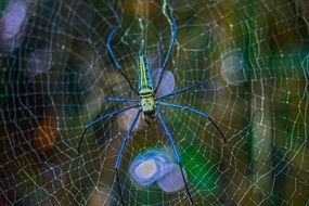 blue spider on the web