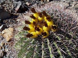 yellow cactus buds