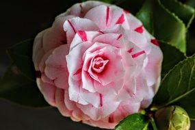 white-pink camellia close-up