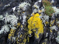 rocks in lichen and moss