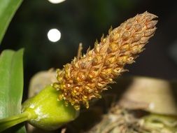 Orchid Flower bud