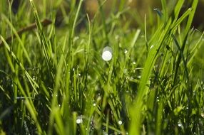 meadow of green grass