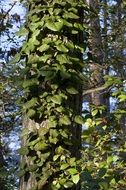 ivy on Tree trunk