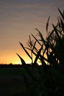 grass silhouette at sunset