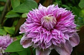 flowering plant clematis