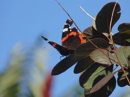 weathered admiral Butterfly on branch