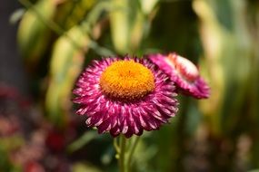 striking Flower Pollen