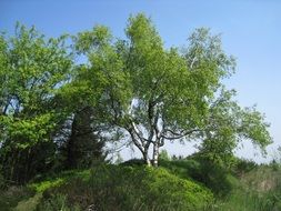 distant view of birch trees among other trees on a sunny day