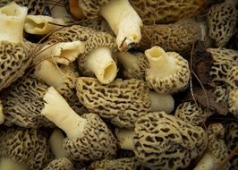 Mushrooms Morels