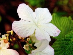 white blossom of a garden flower