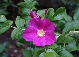 violent Rose Rugosa Rose in green leaves