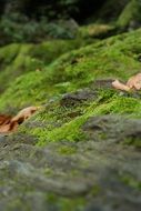 moss on stones in the forest close-up